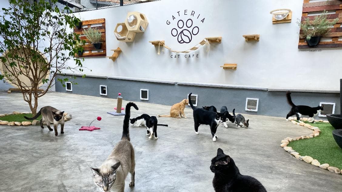 Visita ao Jardim dos Gatos