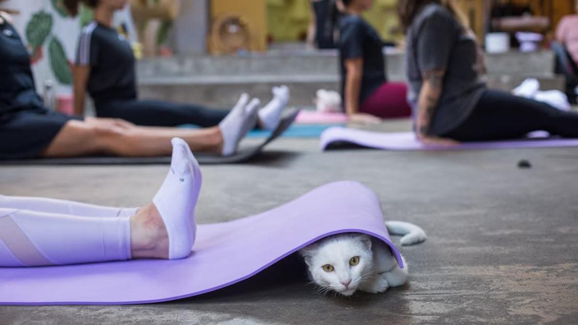 YOGateria (Yoga com Gatinhos) + Hora do Churu