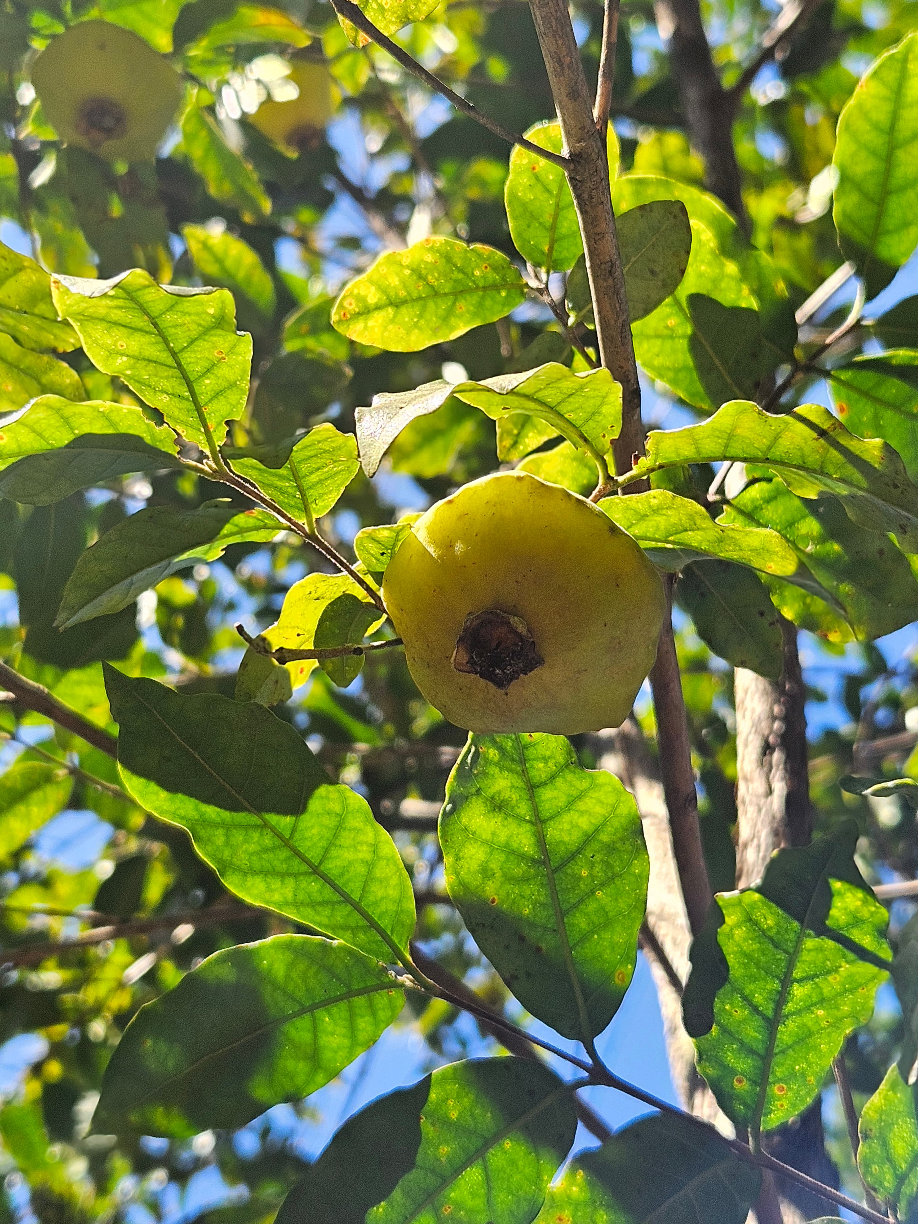 Adote uma Árvore: Cambuci
