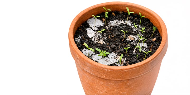 Plantando Sonhos: Escrita no Papel-Semente